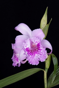 Sobralia rosea Windflower CHM/AOS 82 pts. Flower